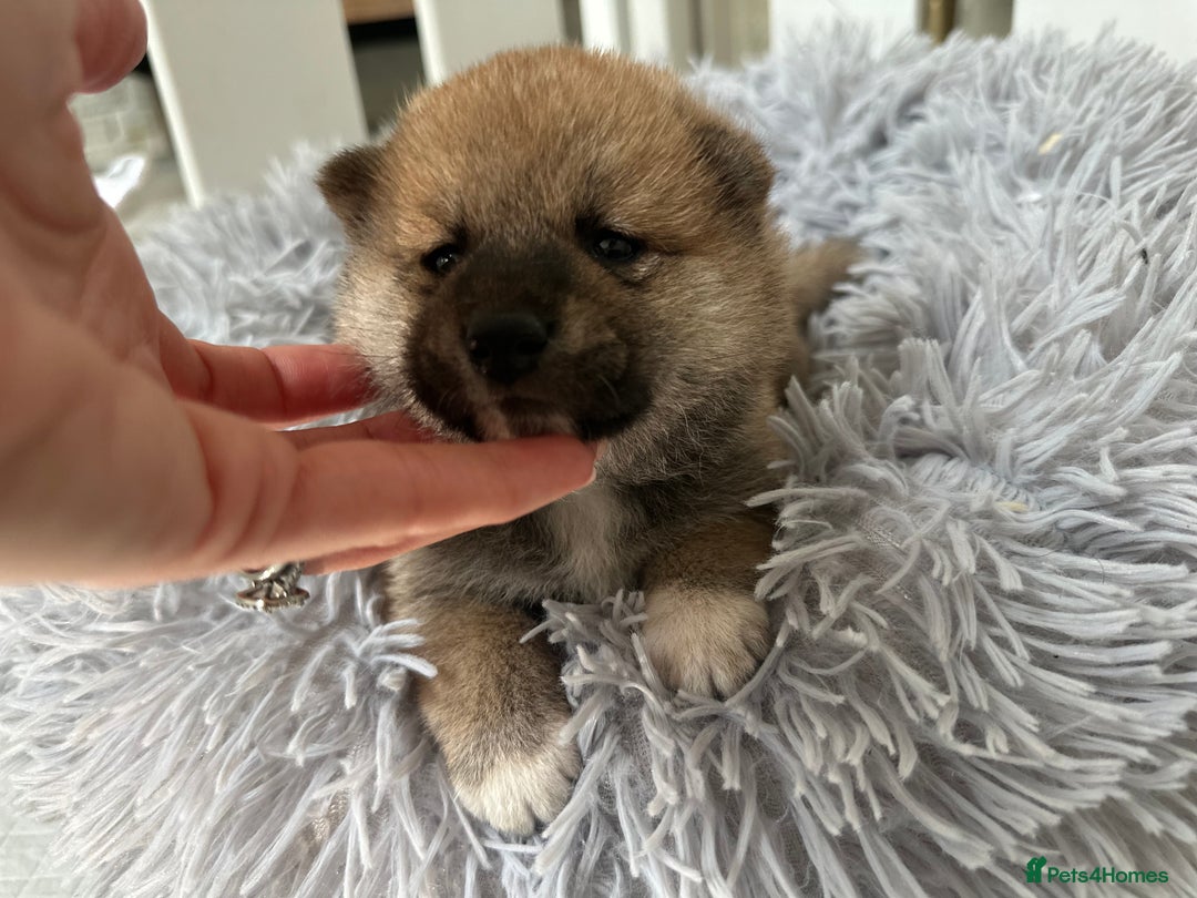Japanese Shiba Inu dogs for sale: Japanese Shiba Inu puppies - Image 16