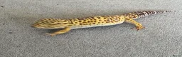 Leopard Gecko reptiles for sale: Leopard Gecko plus vivarium and  - Advert 3