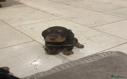 Cocker Spaniel dogs for sale: 6 gorgeous cocker spaniel puppies  - Image 20