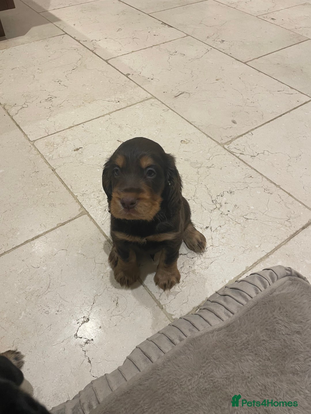 Cocker Spaniel dogs for sale: 6 gorgeous cocker spaniel puppies  - Image 20
