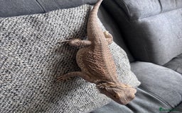 Bearded Dragon reptiles for sale: Bearded dragon with full set up  - Image 9