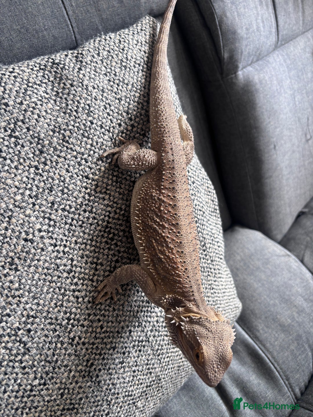 Bearded Dragon reptiles for sale: Bearded dragon with full set up  - Image 9