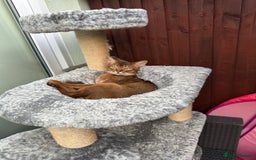 Abyssinian cats for stud: Champion line Aby boy for stud in Romford - Image 4