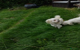 Maltese dogs for sale: Maltese male 4 year old  - Image 5