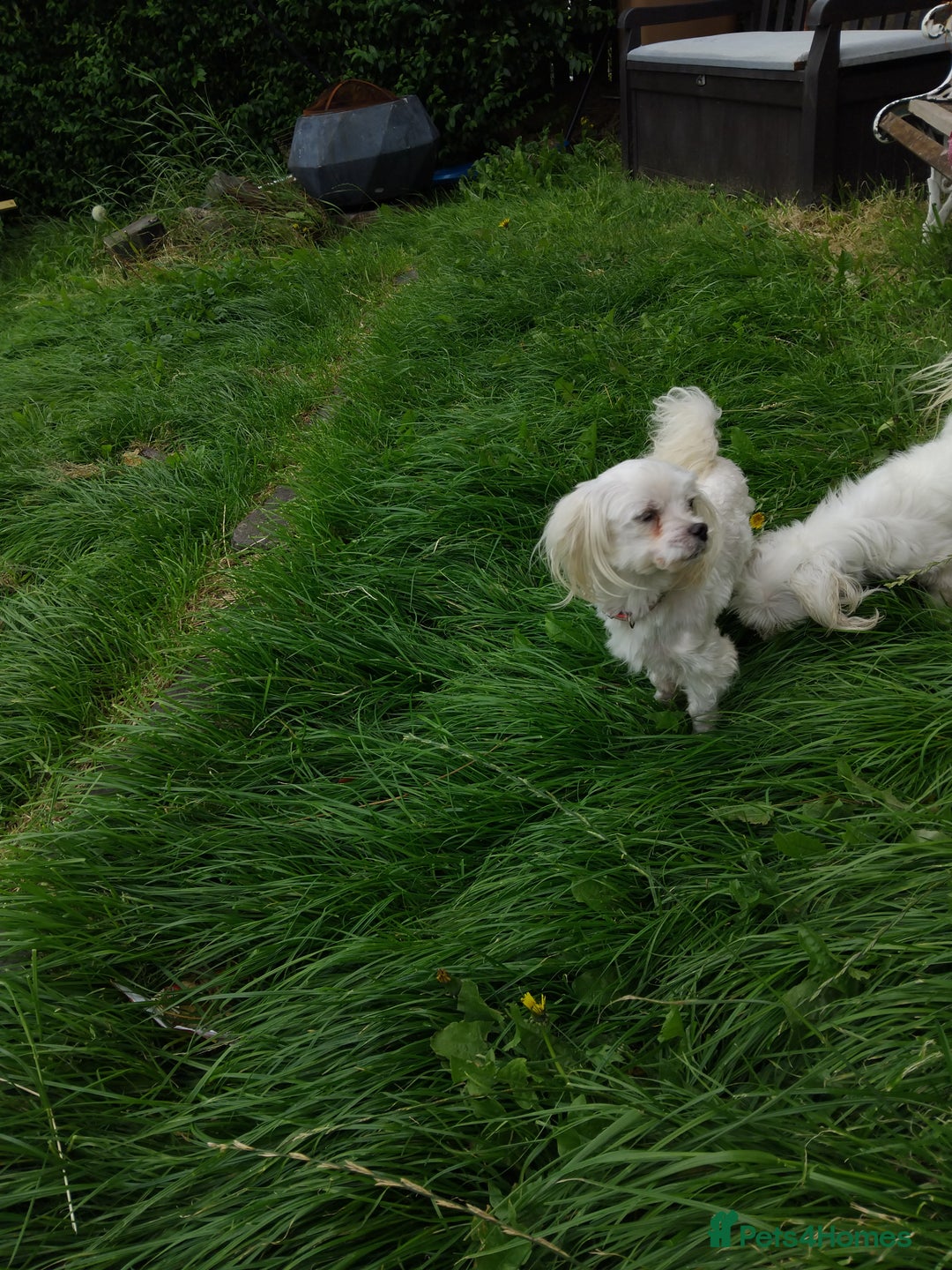 Maltese dogs for sale: Maltese male 4 year old  - Image 5