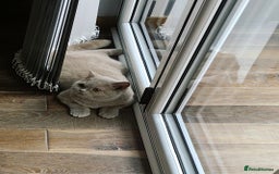British Longhair cats for sale: Fawn male carrier of longhair Tica  - Image 4