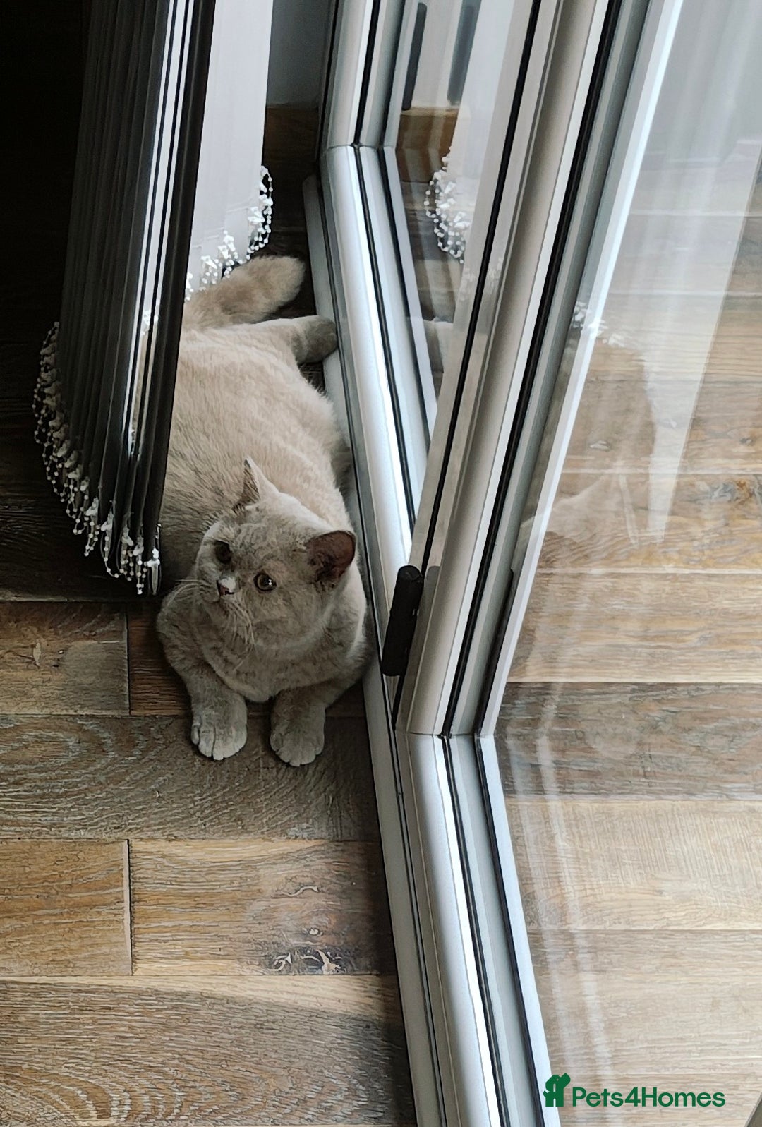 British Longhair cats for sale: Fawn male carrier of longhair Tica  - Image 4