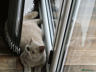 British Longhair cats - Advert 1