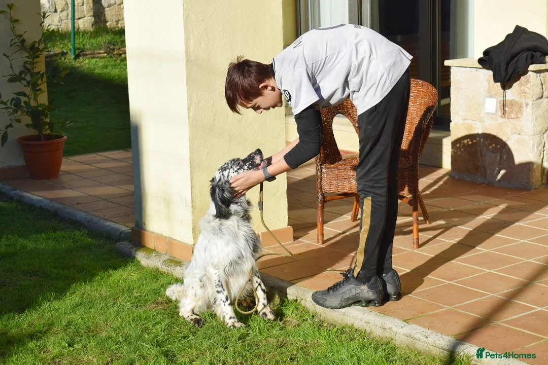 English Setter dogs for adoption: Koi   - Advert 9