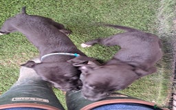 Greyhound dogs for sale: 💙READY TO GO💙 1 pup left - Irish Greyhound  - Image 8