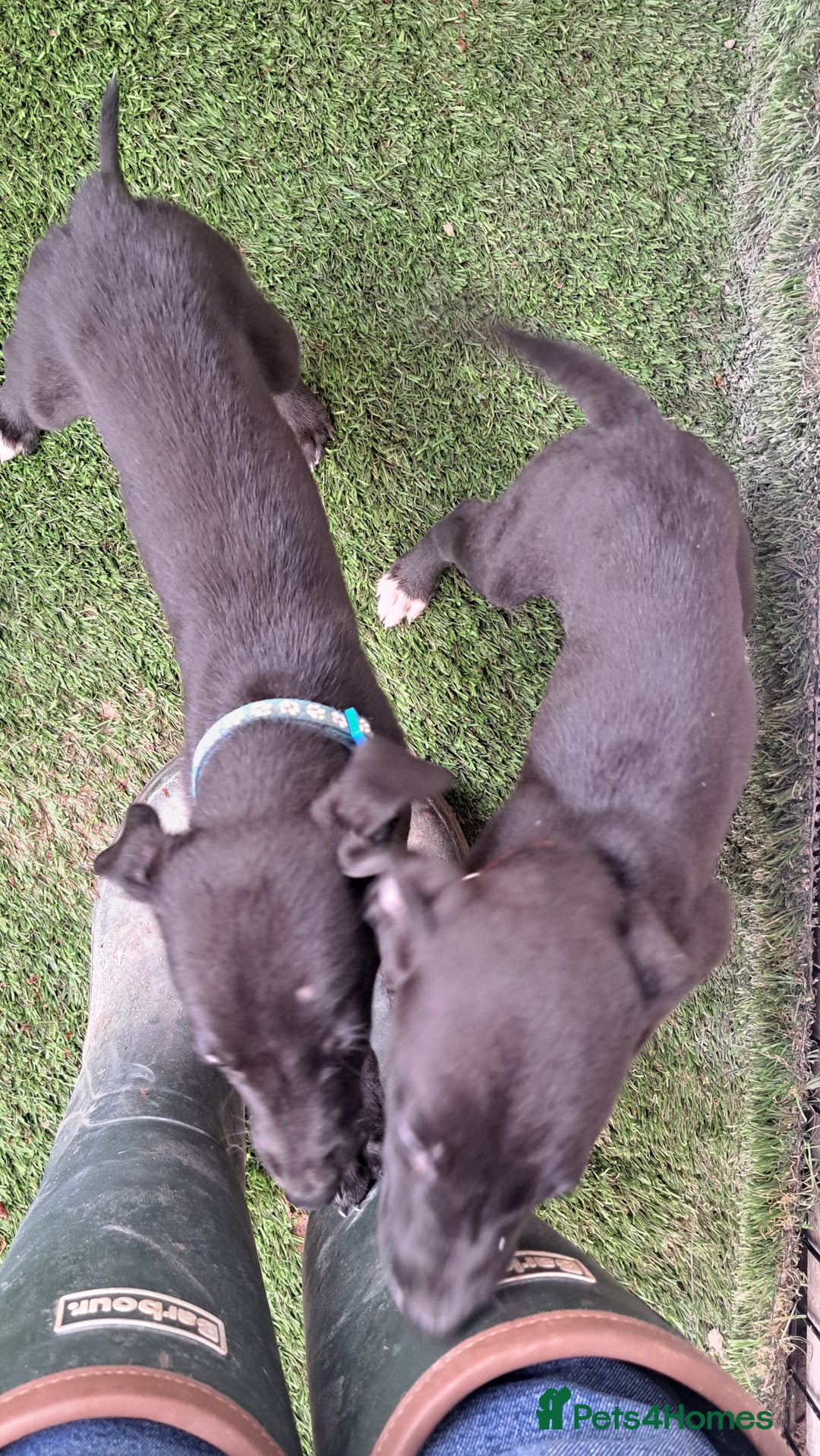 Greyhound dogs for sale: 💙READY TO GO💙 1 pup left - Irish Greyhound  - Image 8