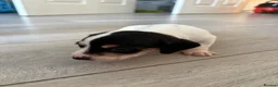 Jackshund dogs for sale: 4 Beautiful Male Jackhaunds   - Advert 13