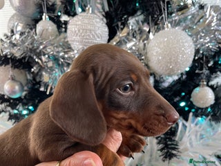 Miniature Dachshund dogs Kc reg mini dachshunds panel tested clear - Advert 16