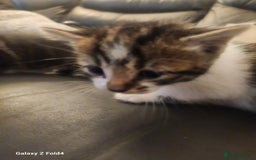 Mixed Breed cats for sale: 4 gorgeous kittens - Image 7