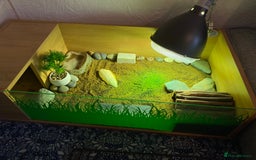 Tortoise reptiles for sale: Tortoise Russian Horsefield - Image 8