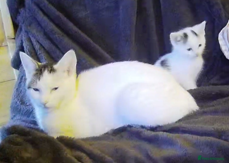 Domestic Shorthair cats Kittens for sale  - Advert 2