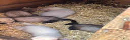 Ferret rodents for sale: Baby ferret  - Advert 2