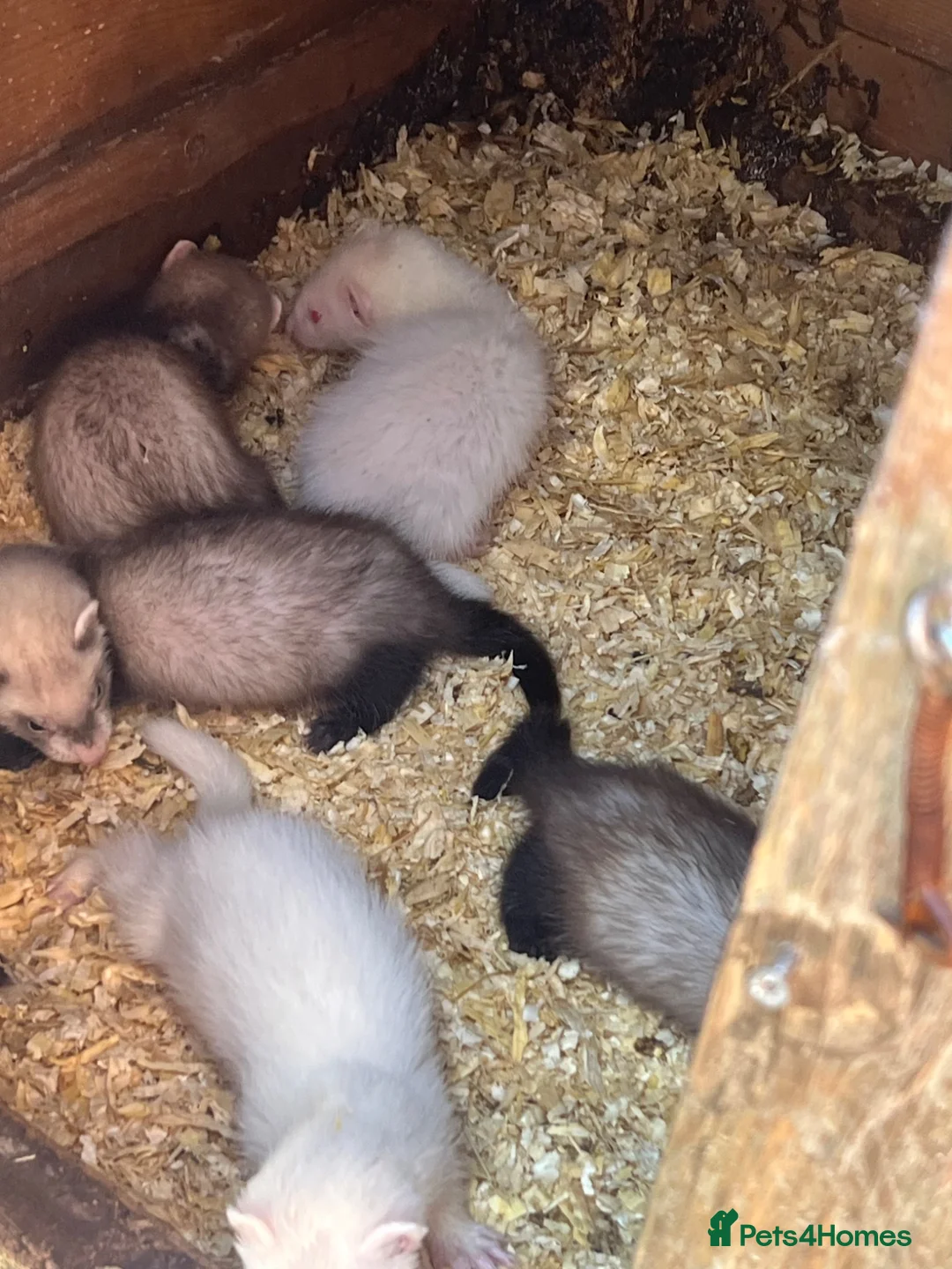 Ferret rodents for sale: Baby ferret  - Advert 2