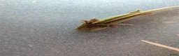 Axolotl reptiles for sale: Baby Axolotl  - Advert 5