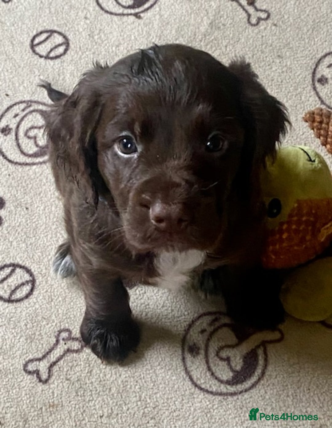 Sprocker dogs for sale: Gorgeous F1 health tested Sprockers  - Advert 21