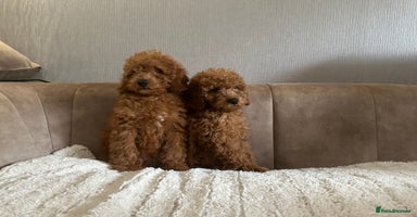Cavapoo dogs - Advert 1