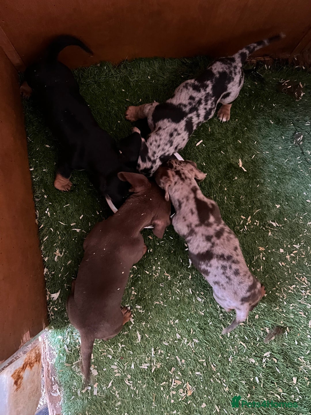Dachshund dogs for sale: Miniature dachshund - Image 10