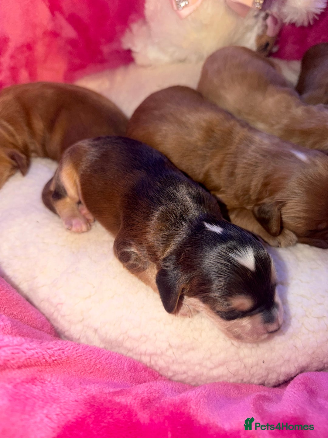 Cockapoo dogs for sale: Cockapoo pups  - Advert 23