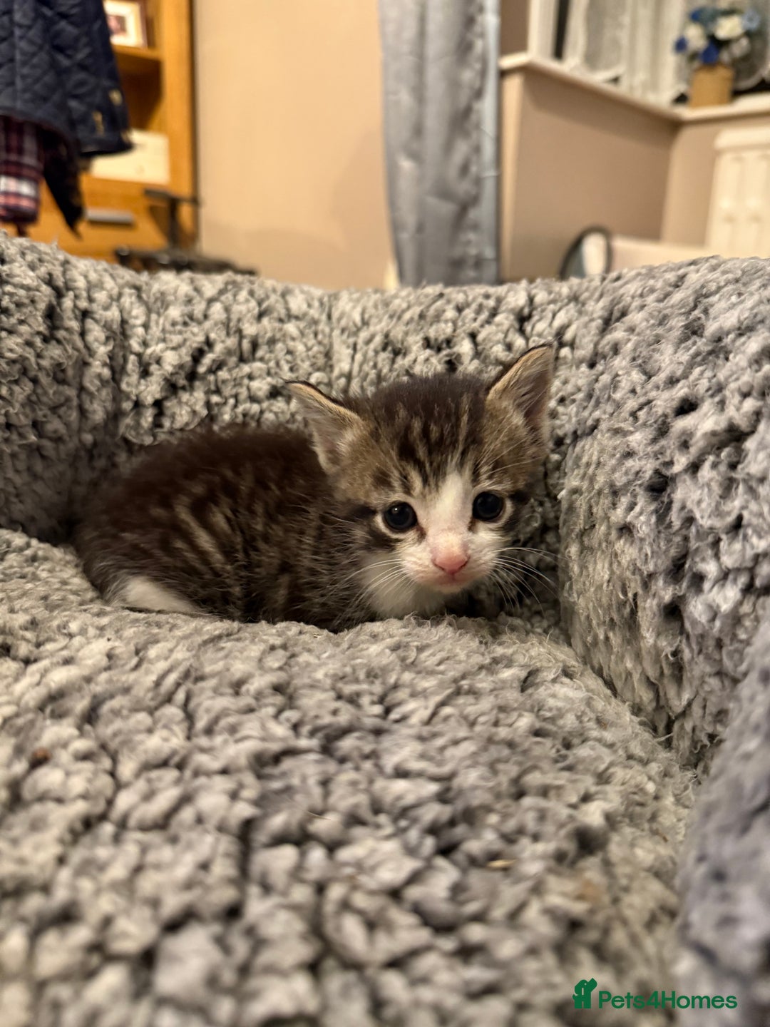 Mixed Breed cats for sale: Tiny kittens for sale - Image 5