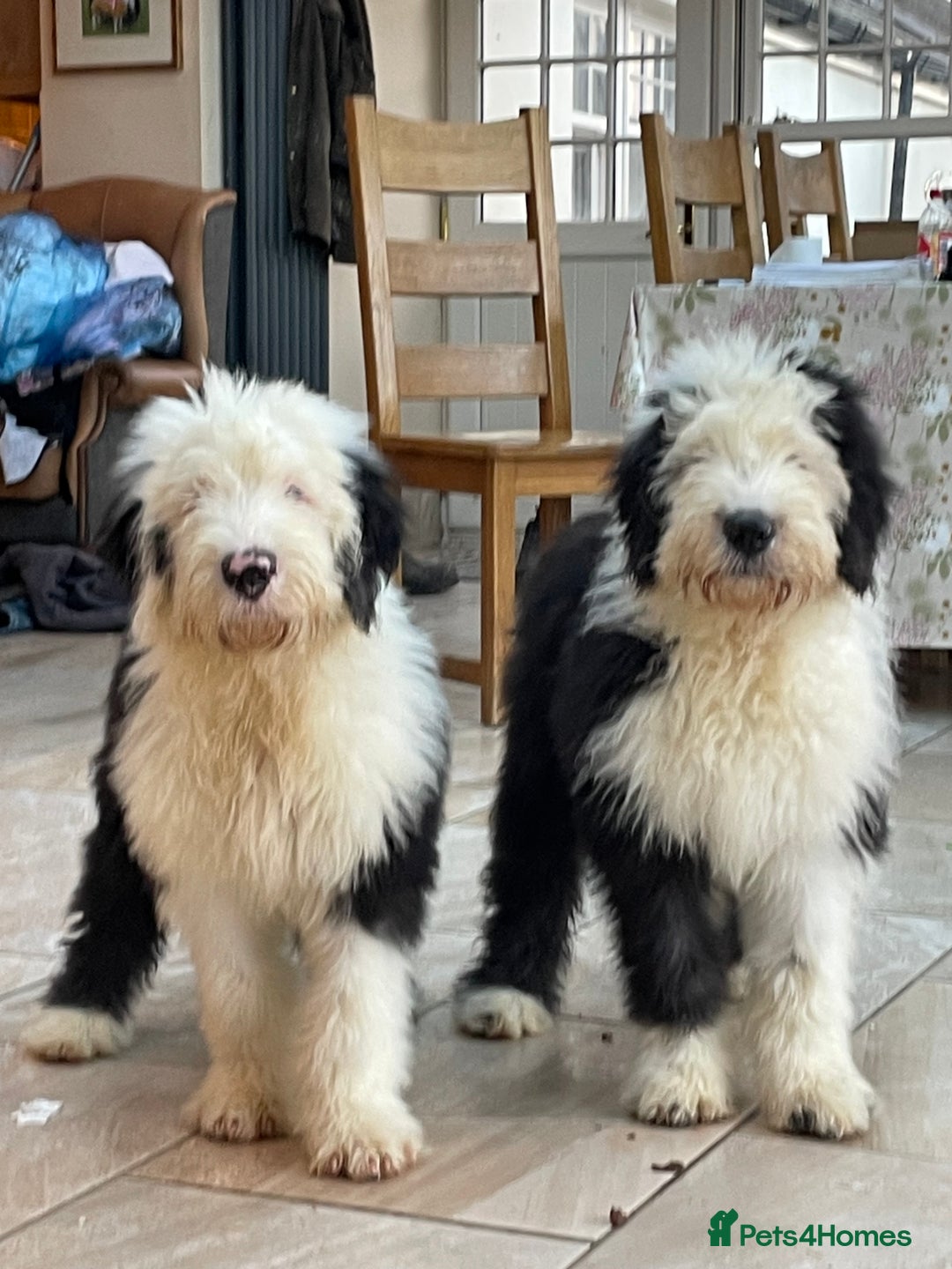 Old English Sheepdog dogs for sale: Old English sheep dogs kc  - Advert 2