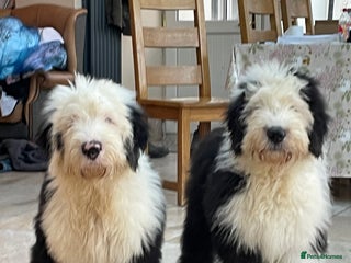 Old English Sheepdog dogs Old English sheep dogs kc - Advert 1
