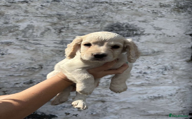 Cocker Spaniel dogs - Advert 11