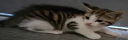 British Shorthair cats for sale: 4 beautiful kittens - Advert 2