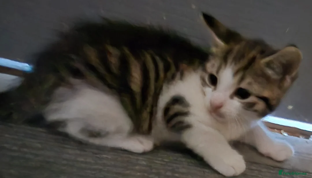 British Shorthair cats for sale: 4 beautiful kittens - Advert 2