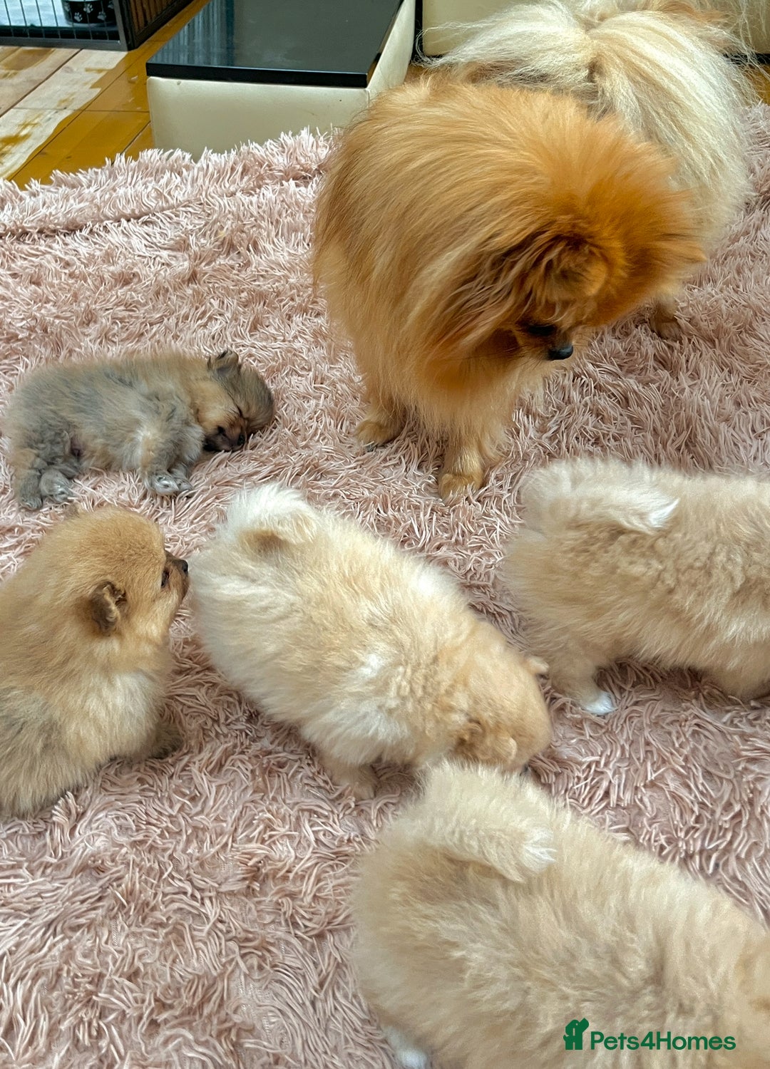 Pomeranian dogs for sale: Pomeranian teddy bear face puppies🐶 - Advert 19