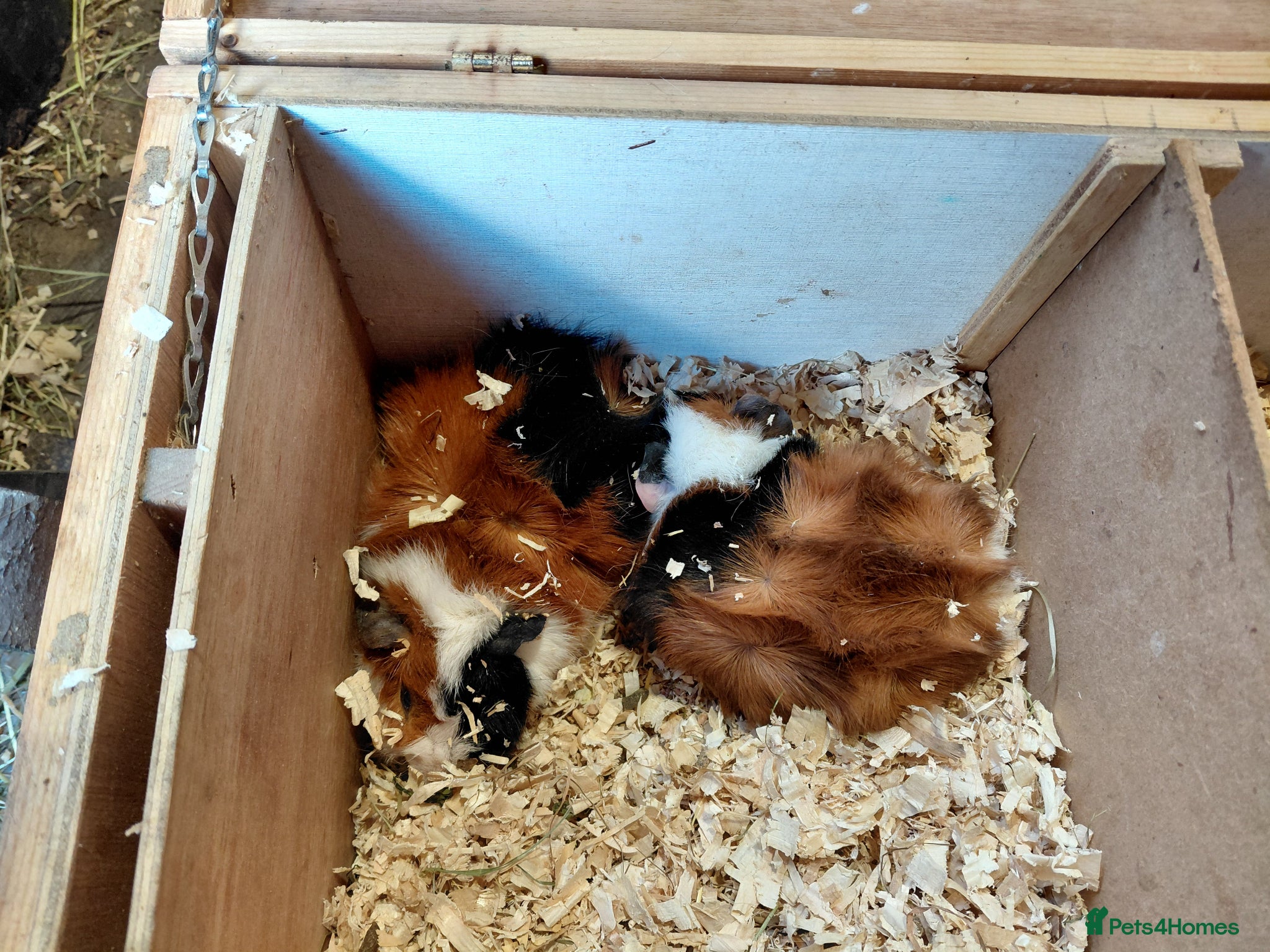 Guinea Pig rodents Abyssinian and Pink Eyed Golden's  - Advert 2