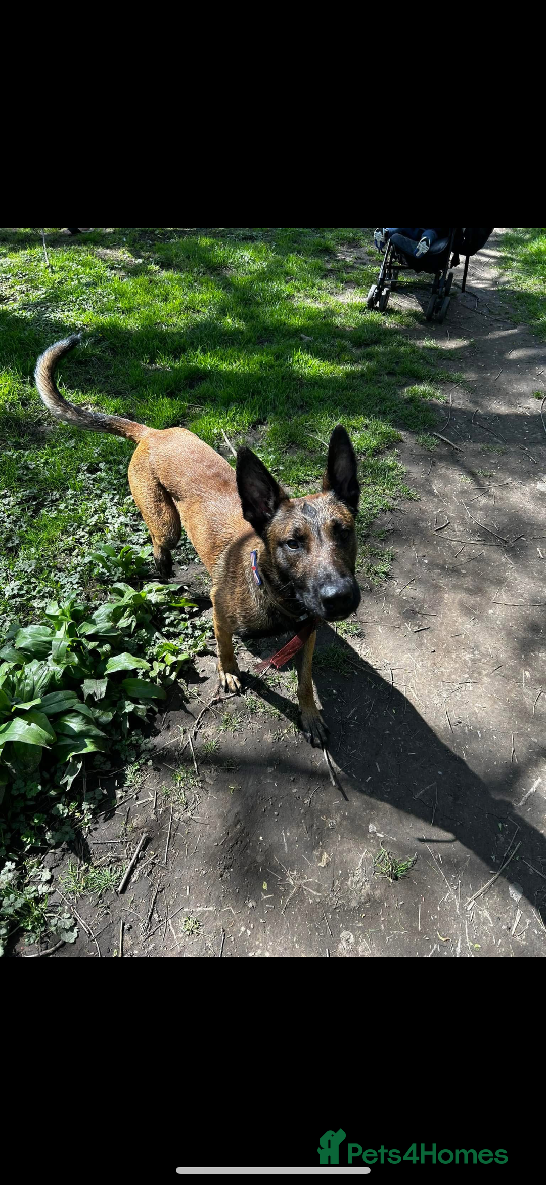 Belgian Shepherd Dog dogs for sale: Belgian Malinois Zeus age 4  - Image 4