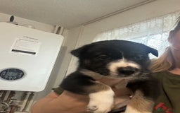 Mixed Breed dogs for sale: Puppies  - Image 4