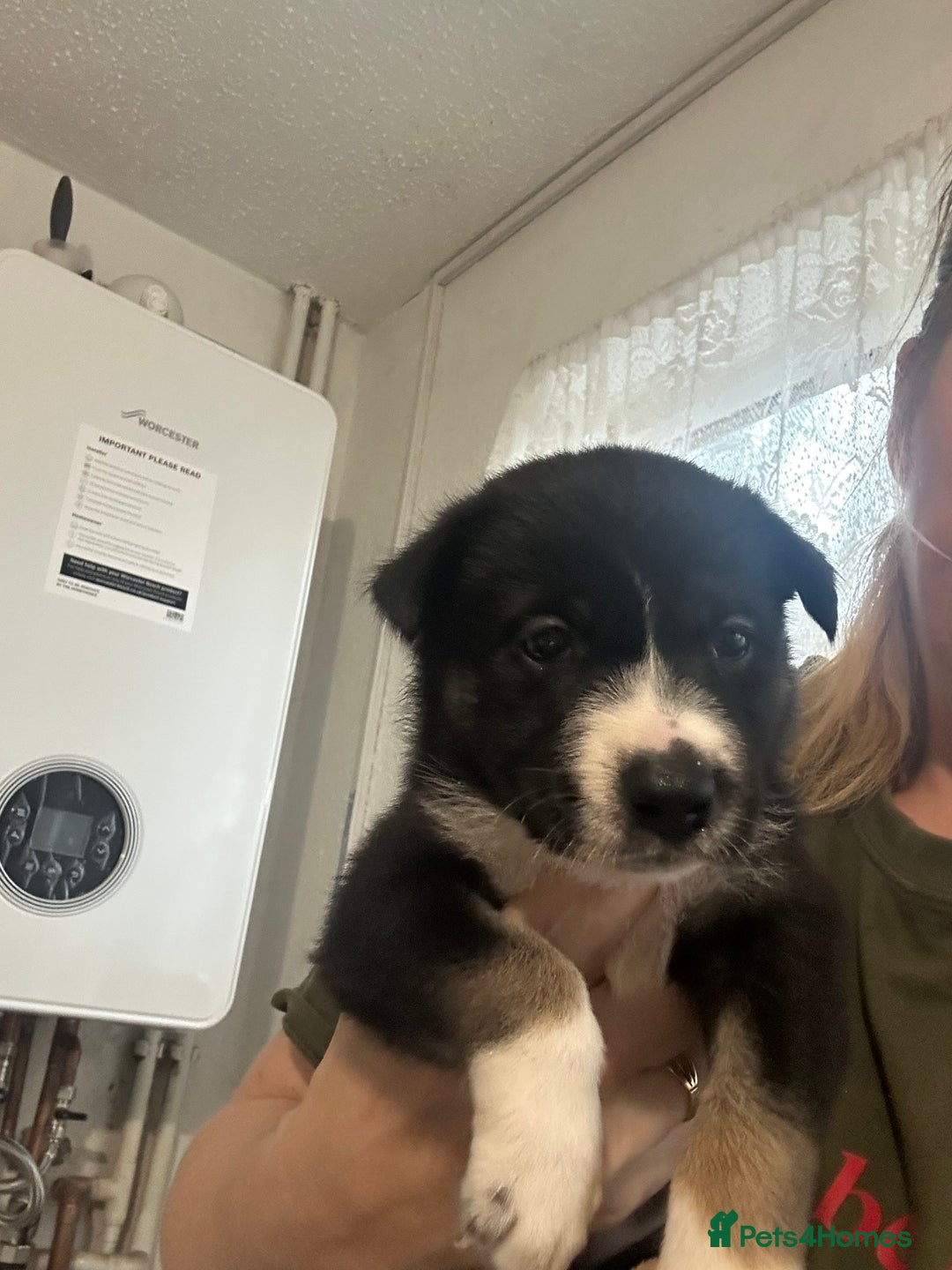 Mixed Breed dogs for sale: Puppies  - Image 4