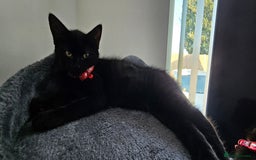 Mixed Breed cats for sale: 2 black famele kittens  - Image 6