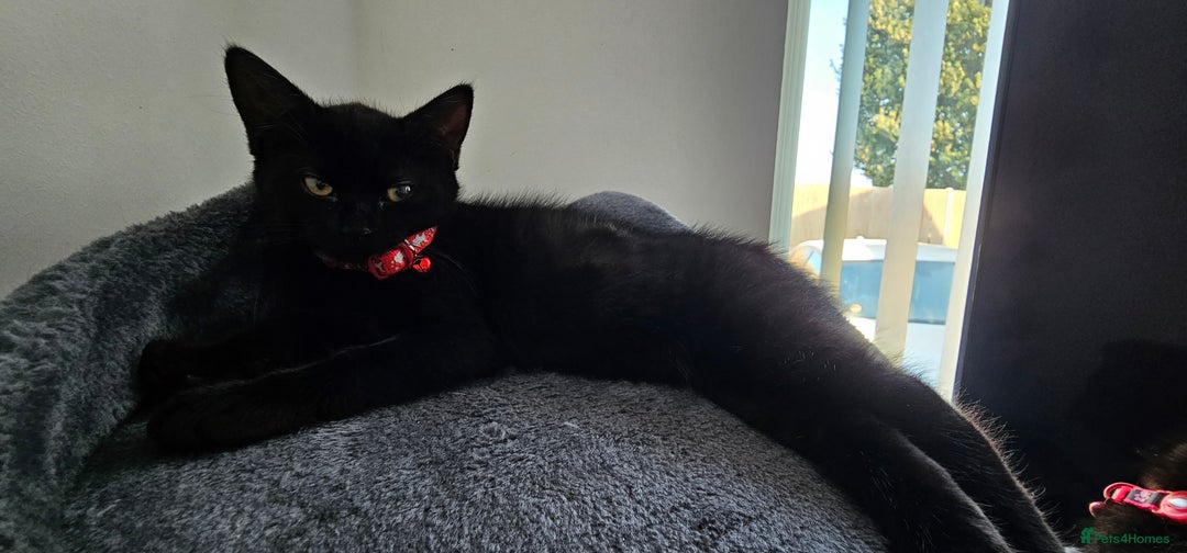 Mixed Breed cats for sale: 2 black famele kittens  - Image 6