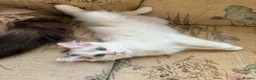 Ragdoll cats for sale: Beautiful Ragdoll kittens  - Advert 9