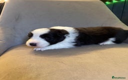 Border Collie dogs for sale: KC Reg (pending) Border Collie Puppies For Sale - Image 10