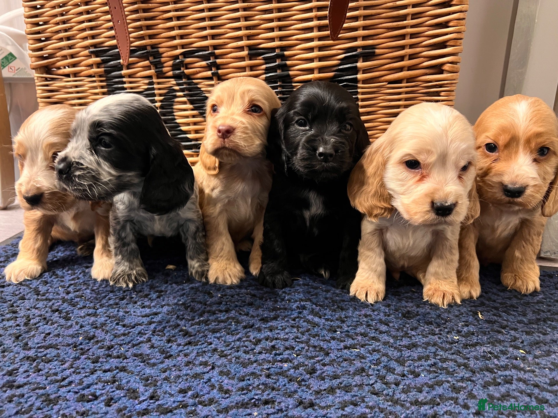 Cocker Spaniel dogs Stunning Show type cocker spaniel puppies  - Advert 1