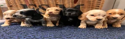 Cocker Spaniel dogs for sale: Stunning Show type cocker spaniel puppies  - Advert 1