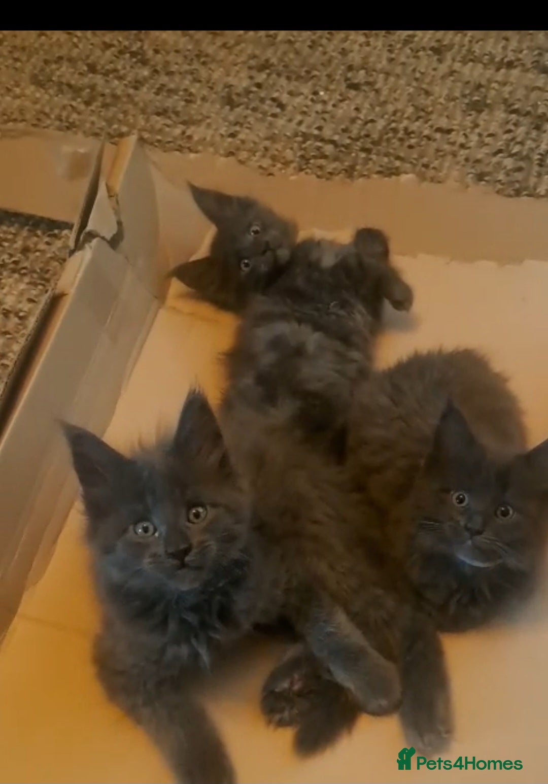 Maine Coon cats NEW PICS GCCF registered Blue  Maine coon litter  - Advert 11