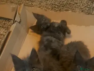 Maine Coon cats NEW PICS GCCF registered Blue Maine coon litter - Advert 11