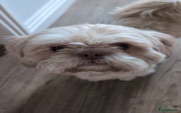 Shih Tzu dogs for sale: 2 Shih Tzu dogs  - Image 2