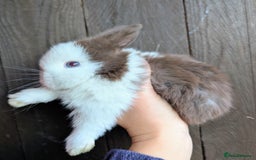 Mini Lop rabbits for sale: ❤️🐰Mini lop bunnies🐰❤️ - Image 12