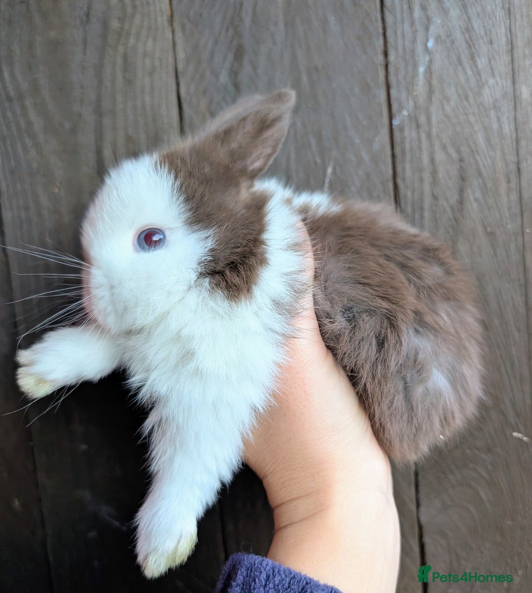 Mini Lop rabbits for sale: ❤️🐰Mini lop bunnies🐰❤️ - Image 12
