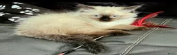 Ragdoll cats for sale: 2 beautiful seal point Ragdoll Kittens  - Advert 18